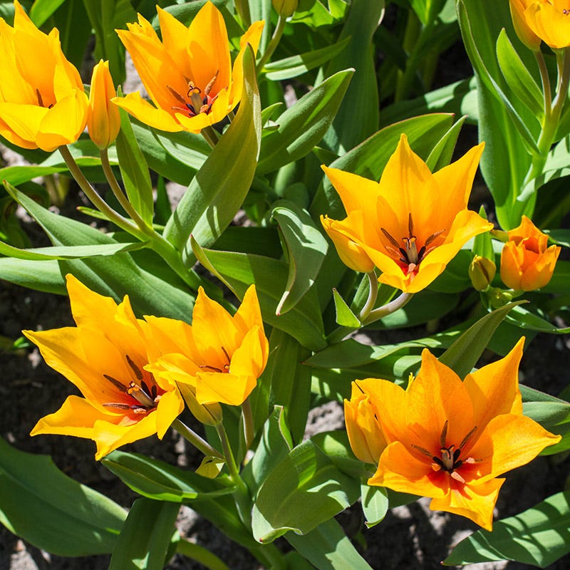 Naturalizing Tulip & Daffodil Bulb Collection - Image 3