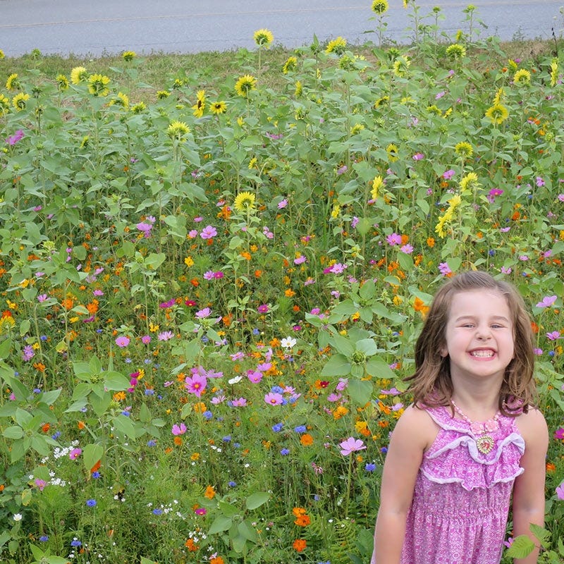 Northeast Select Wildflower Seed Mix - Image 3
